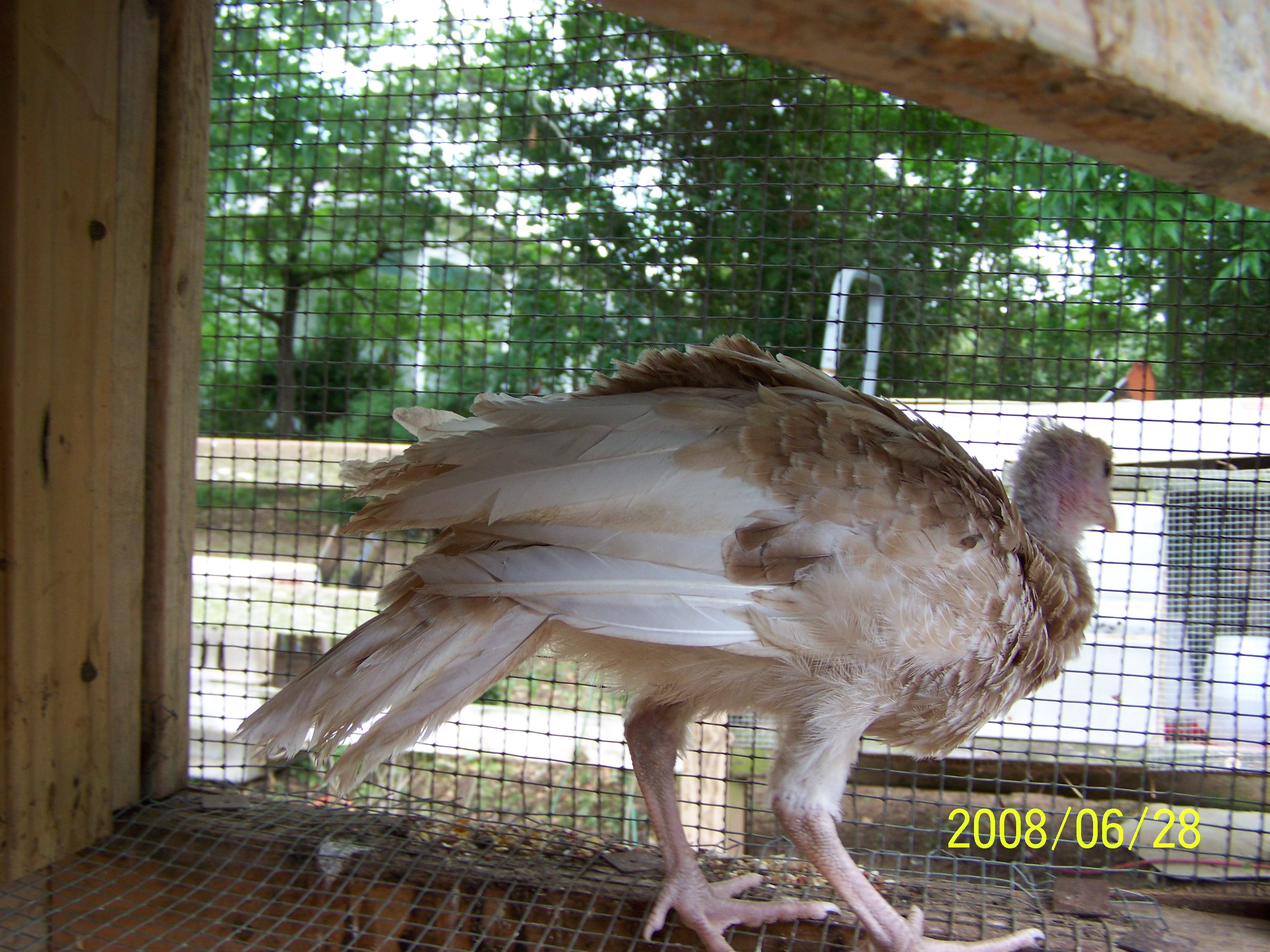 Pate Farms poultry